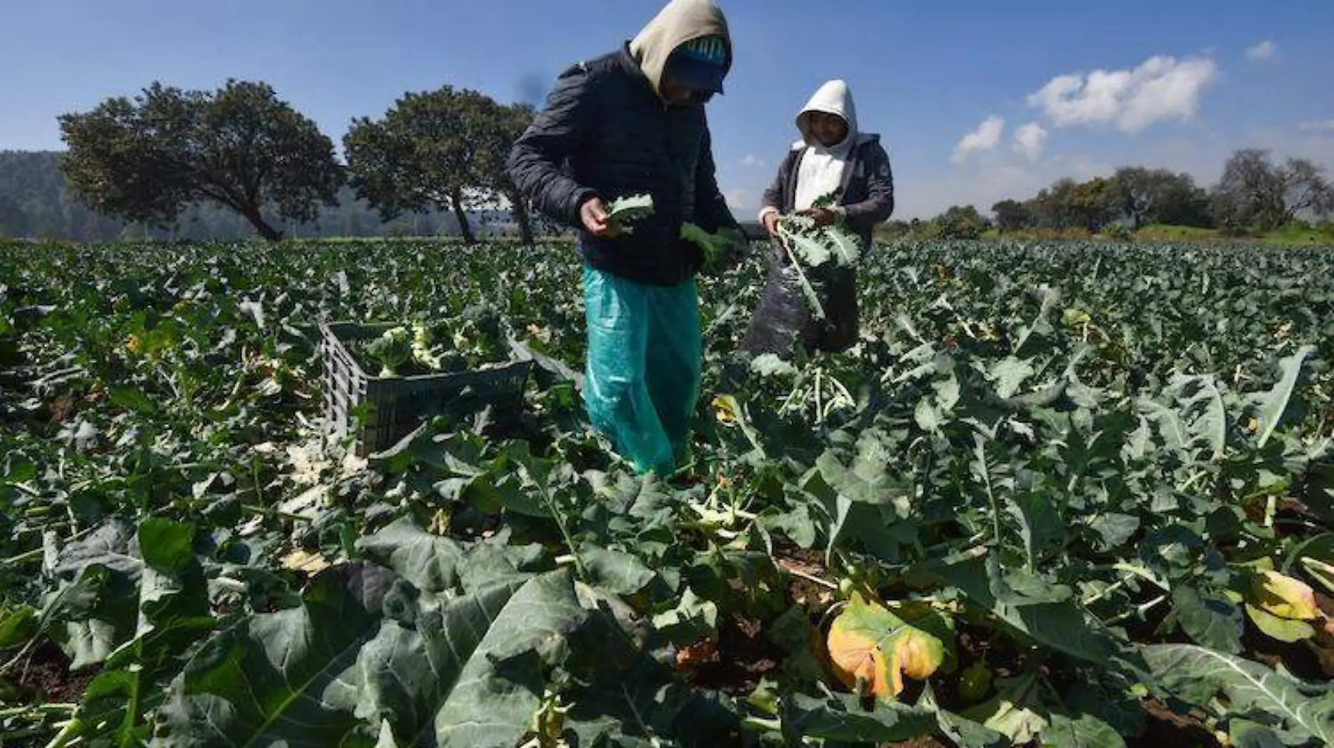 Productos Agrícolas 2